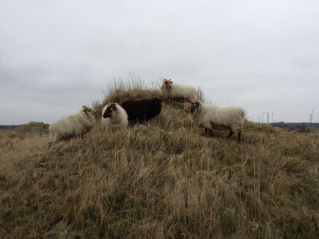 McRuk glorieus winnaar 1e dag Texel