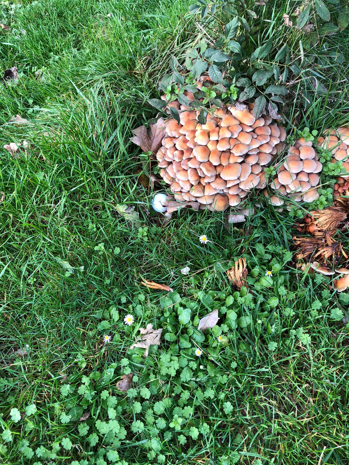 Weer een mooie Golfaholicsdag