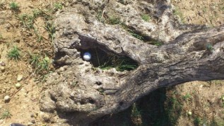 Lauro Golf