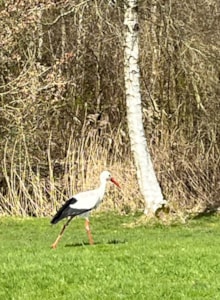 Golfbaan de Groene Ster